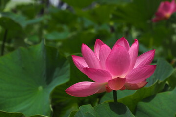 Obraz premium 蓮の花, Lotus Flower