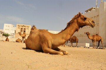 Arabian Camels in Doha Qatar. Middle East, Arabian Gulf. Domesticated Camel. Dromedary animal. Desert animals