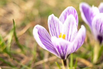 Crocuses close up. Delicate spring flowers. minimalistic photography