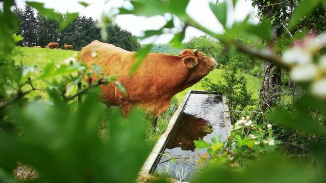 cow drinking in the field