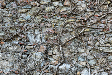 monochrome texture of old wall with twisty branches closeup, black and white vintage gray background macro, wallpaper