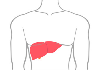 人の肝臓の位置を示すイラスト
