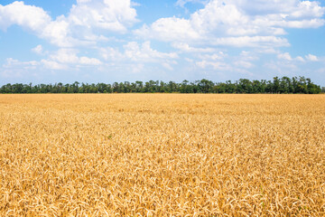 Rural landscape. A yellow field of ripe wheat and the edge of a forest on the horizon. Growing grain and harvesting