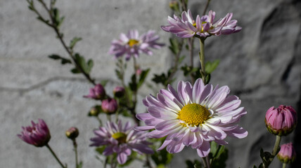 Pink flowers in the summer park