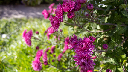 Purple flowers in the summer garden