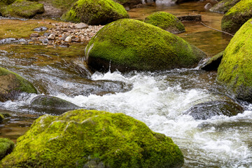 Détail d'une rivière de montagne, écume et roches pleine de mousse. Le paradis du pêcheur à...