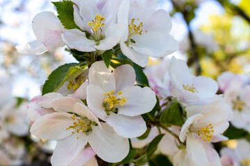 Obraz premium blossoms close up of an apple tree in spring