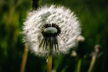 closeup of a dandelion on a meadow in summer