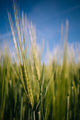 wheat closeup on a wheat field