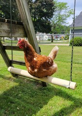Swinging Hen