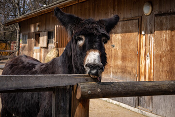 Black donkey at the fence in front of a wooden stable. 