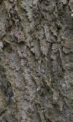 Details of the bark of celtis occidentalis