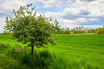 Fototapeta na wymiar Tree and field in Spring