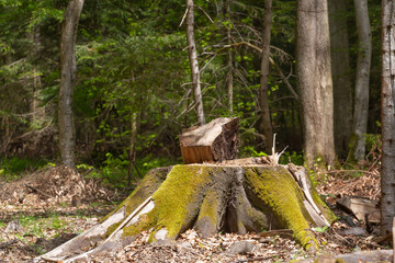a stump from a large felled tree covered with moss.