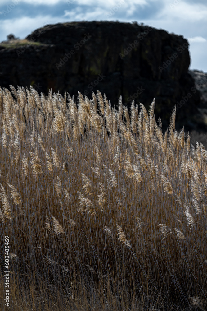 Wall mural reed grass (phragmites spec) in the columbia national wildlife refuge