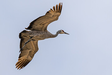 Sandhill Crane (Grus canadensis) in Flight