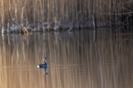 Pied-billed Grebe (Podilymbus podiceps) on a Pond in the Columbia National Wildlife Refuge