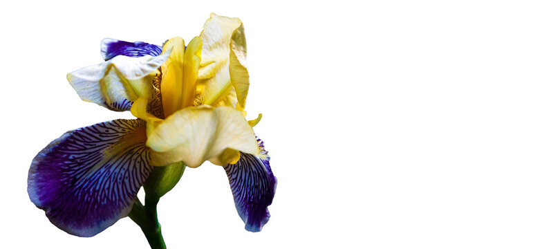 Iris isolated, transparent background