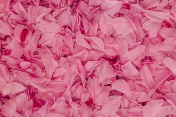petals of spring flowers.  pink leaves background 