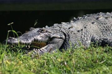 Crocodile