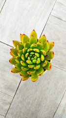 Green fresh Succulent echeveria plant pot on wooden plank background - Floral and beautiful detail - Flat lay
