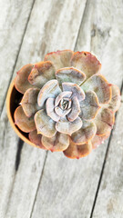 Red blue fresh Succulent echeveria plant pot on wooden plank background - Floral and beautiful detail - Flat lay