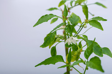 Green hot pepper plant in flower pot, on white background