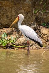Yellow-billed Stork bird wades in the Kazinga Channel in Uganda Africa