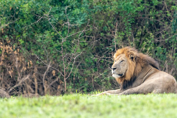 Male lion with mane rests in Queen Elizabeth National Park