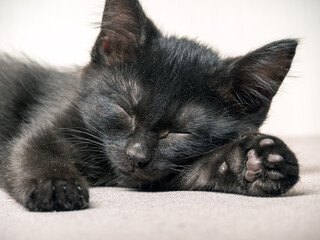 Portrait of sleeping small black kitty. Close-up