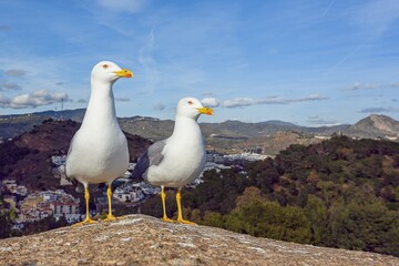 Two Sea gulls on Gibralfaro fortress wall.