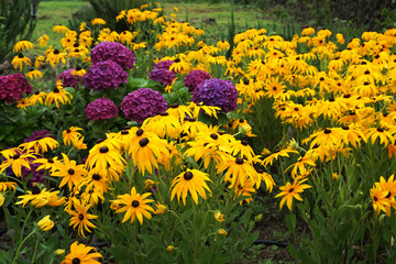 Fototapeta premium yellow flowers