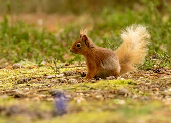 Naklejka na ściany i meble Beautiful little scottish red squirrel in the spring sunshine looking around in the woodland undergrowth 