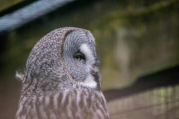 The great grey owl (Strix nebulosa) 