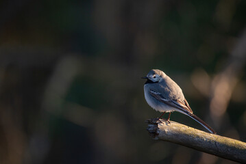 The white wagtail (Motacilla alba) siting on a branch