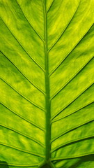 Green leaf Close Up. Vertical Photo. Green Wallapaer