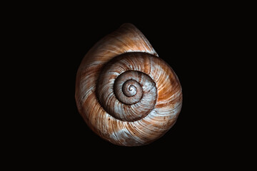 Snail shell isolated on black background