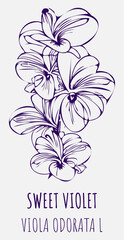 Vector drawings Fragrant violet. Hand drawn illustration. Latin name Viola odorata L.
