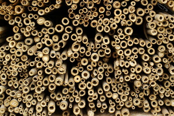 A close up, cross-section image of bamboo canes set up as a bug hotel