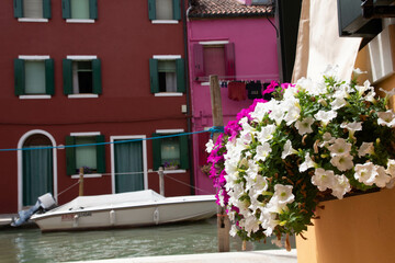 Plant pot with flowers on a windowsill of an colorful house in Burano, Venice, Italy. Europe travel