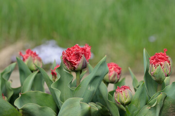 Bud of a fringed tulip cultivar. Growth stage before bloom.
