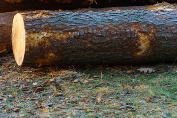 Freshly cut tree logs are stacked in the forest during sunset. Pine logs before loading and transportation. Illegal logging damages the environment. Wood harvesting woodworking industry. Felled trees