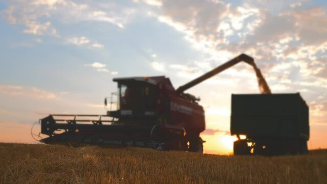 Loading grain from grain harvester combine to truck lorry on farm field at sunset in countryside. Working modern grain harvesting equipment machines, agribusiness, harvesting, food production concept.