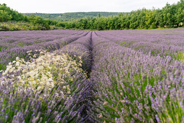 Fototapeta na wymiar Field of lavender in bloom in French Provence