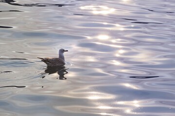 Silver Gull