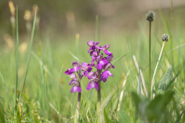 Wild growing green-veined orchid (Anacamptis morio) on a meadow.