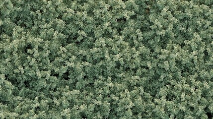 trees in the forest, top view, area view, isolated on white background, 3D illustration, cg render