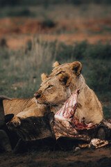 Obraz premium lion cub in the savannah