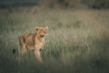 lion cub in the savannah