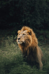 portrait of a lion